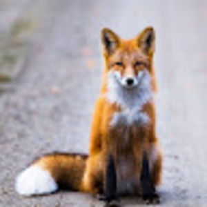 Meet your Posher, Strawberry